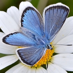 Polyommatus eros